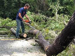 Best Utility Line Clearance  in Lonville, GA